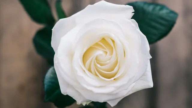 Rose (Foto: unsplash_Annie Spratt) Rose (Foto: unsplash_Annie Spratt)