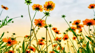 Frühlingsblumen (Foto: Lee_unsplash) Frühlingsblumen (Foto: Lee_unsplash)
