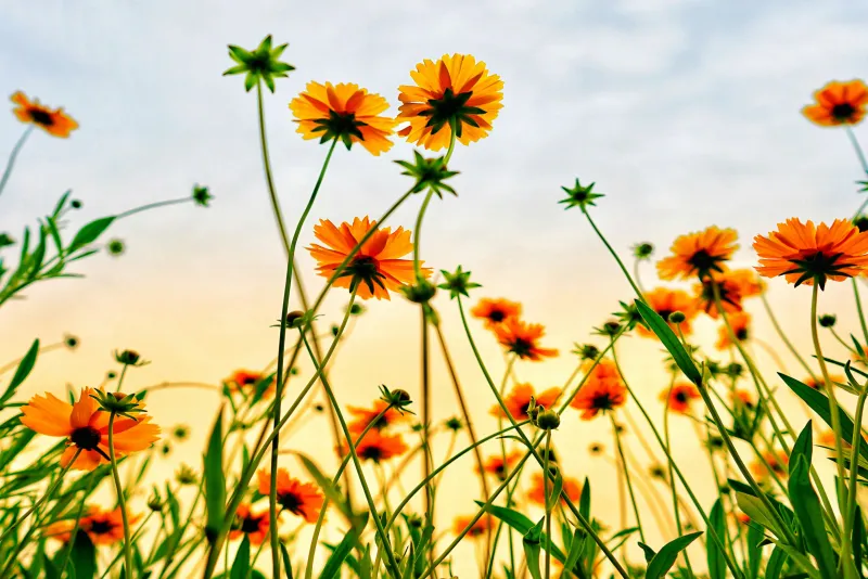 Frühlingsblumen (Foto: Lee_unsplash) Frühlingsblumen (Foto: Lee_unsplash)