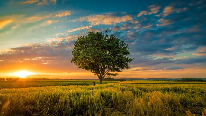 Baum Sonnenuntergang (Foto: Archiv) Baum Sonnenuntergang (Foto: Archiv)