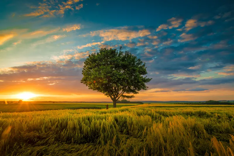 Baum Sonnenuntergang (Foto: Archiv) Baum Sonnenuntergang (Foto: Archiv)
