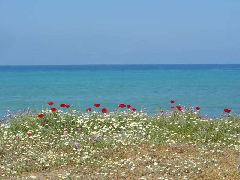 Meer, Mohn, Ferien, blau (Foto: Frank Lehmann) Meer, Mohn, Ferien, blau (Foto: Frank Lehmann)