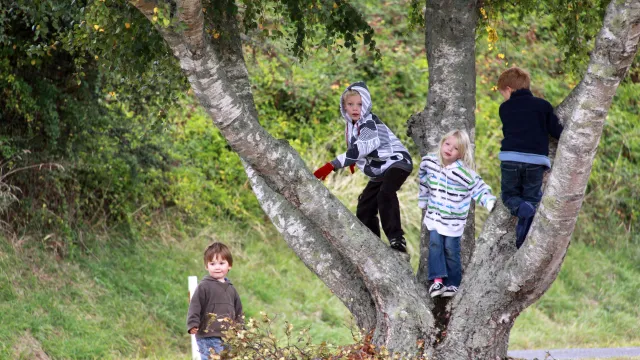 Kinder auf Baum (Foto: David Jufer) Kinder auf Baum (Foto: David Jufer)